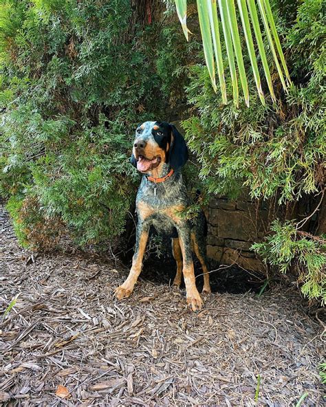 15 Reasons Why Coonhounds are the Best Dogs Ever - Page 4 of 5 - PetTime