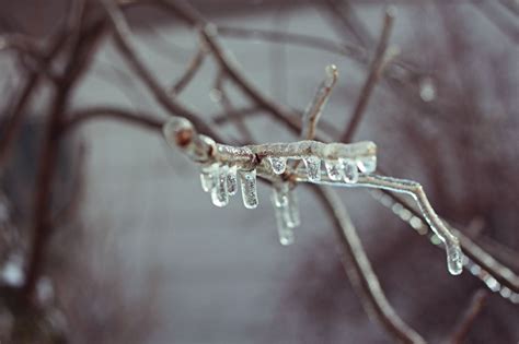 ice storm - Photography Photo (19530664) - Fanpop