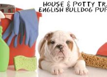 English Bulldog Puppy Training 101 - Castlewood Bulldogs