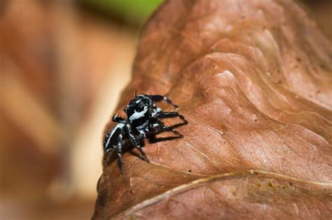 Black And White Striped Jumping Spider Sitting On A Leaf Nosy Komba Madagascar Stock Photo ...