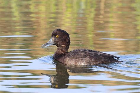 Tufted duck female HD stock photo. Image of pool, eyes - 244435292