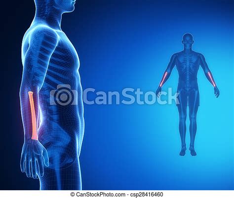 Radius bone anatomy x-ray scan. | CanStock