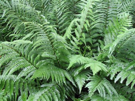 Wild Fern Plants, a Forest and Woodland Native | Wood fern, Plants, Evergreen plants