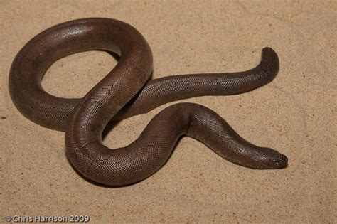 Red Sand Boa (Snakes Of Peninsular India) · iNaturalist