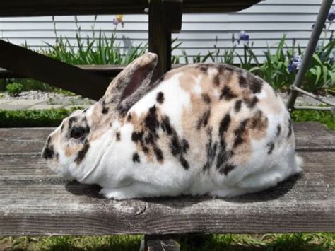 Mini Rex Rabbit: Comprehensive Breed Guide and Facts