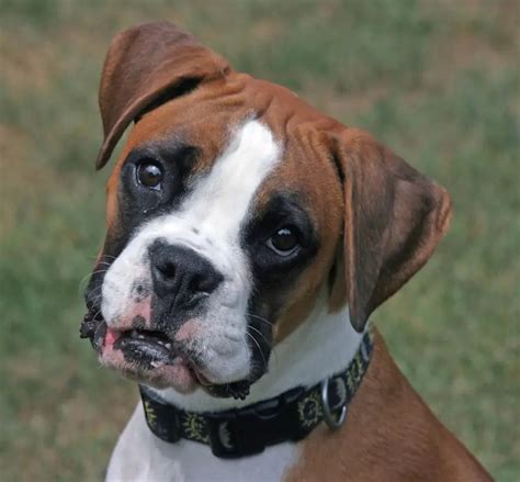 12+ Problems Only Boxer Dog Owners Will Understand | Page 3 of 5 | The Paws