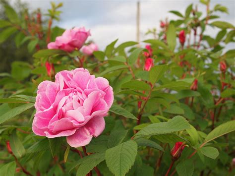 Hybrid Spinosissima – Fraser Valley Rose Farm