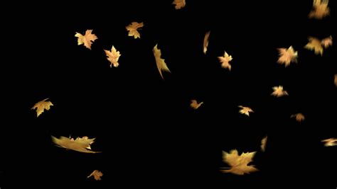 Leaves Overlay Stock Footage Video | Shutterstock