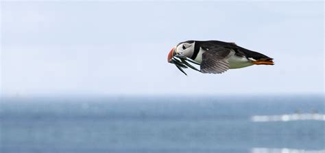 Flying Puffin with fish in mouth image - Free stock photo - Public Domain photo - CC0 Images