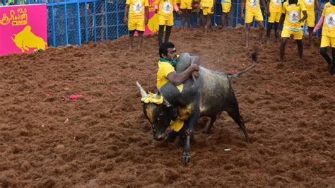 Alanganallur Jallikattu 2024: Witness the Thrills Live!