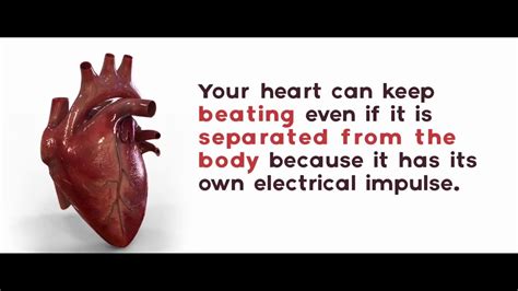 Top 10 Fascinating Facts About The Human Heart Youtube – Otosection