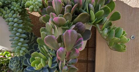 Variegated-trailing-jade-care - SUCCULENTdotCARE