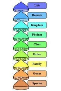 Genus (Genera) - Definition, Overview and Quiz | Biology Dictionary