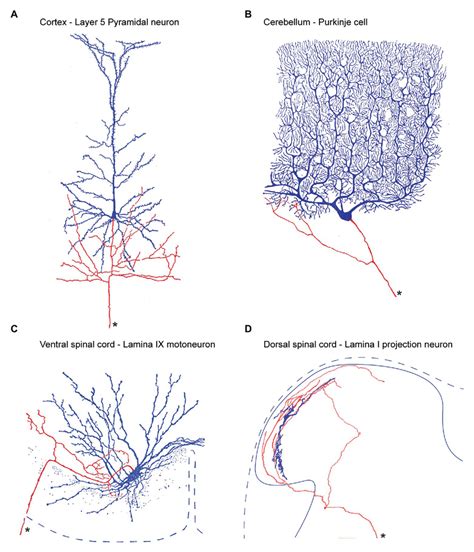 | Output neuron axon collateral anatomy throughout the central nervous ...