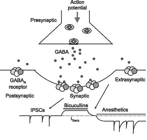 Table 1 from Molecular mechanisms of general anesthesia | Semantic Scholar