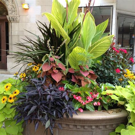 41 best images about Dramatic planters on Pinterest | Gardens ...