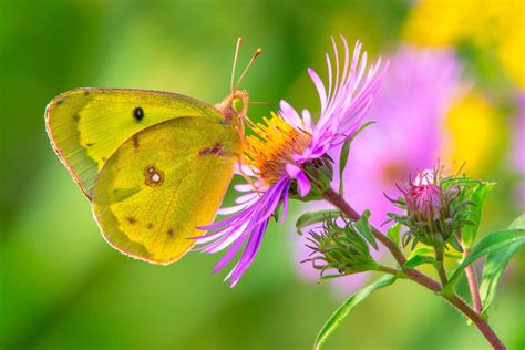 Wild Profile: Meet the clouded sulphur butterfly - Cottage Life