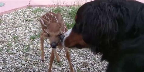 Man Finds Abandoned Baby Deer And Makes Her A Little Cast - The Dodo