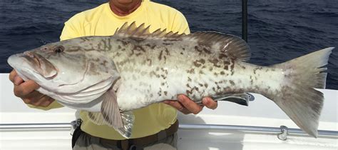 Tips to Fish for Grouper In Florida | Salty Knots Fishing