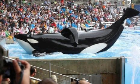 Blackfish and our lingering obsession with animals as entertainment ...