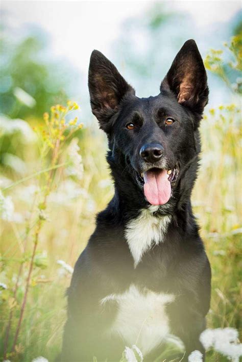 77+ Border Collie German Shepherd Mix Black And White - l2sanpiero