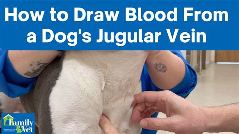 How To Draw Blood Dog - Memberfeeling16