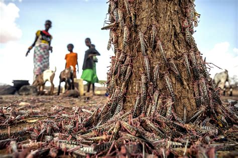 New, larger wave of locusts threatens millions in Africa | AP News