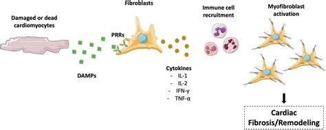 Mechanisms involved in cardiac regeneration. Cardiomyogenesis and ...