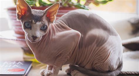 Popular Cat Series: Sphynx Cat - Karingal Vet Hospital