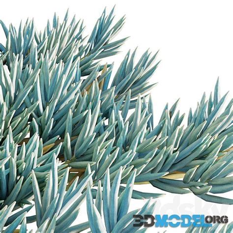 3D Model – Senecio Mandraliscae Bushes