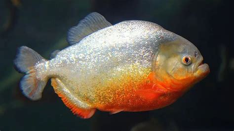 Red Piranha: Habitat, Care, Aquarium Maintenance