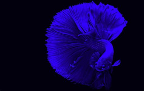 Betta Fish Desktop Wallpapers - Top Free Betta Fish Desktop Backgrounds - WallpaperAccess