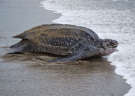 Nature Tourism: Watching Leatherback Turtle in Tambrauw regency of West ...