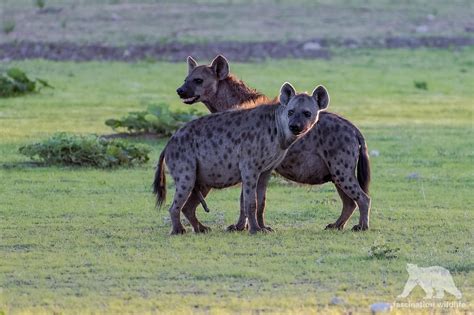 Spotted Hyenas | two Spotted Hyenas on a field, they just fi… | Flickr