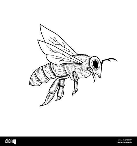 Honey bee vintage drawing. Hand drawn isolated insect sketch. Engraving style illustrations. for ...