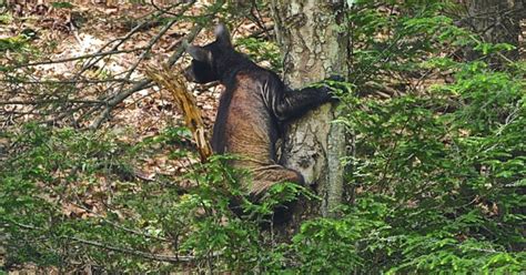 Mountain Mann Survival: UPDATES OF THE BLACK BEAR MANGE EPIDEMIC