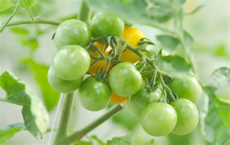 GROWING CHERRY TOMATOES INDOORS – Slick Garden