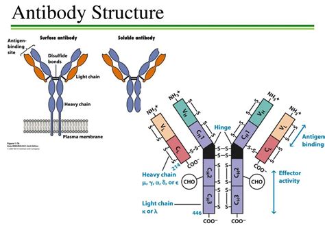 PPT - Antibody Structure PowerPoint Presentation, free download - ID ...