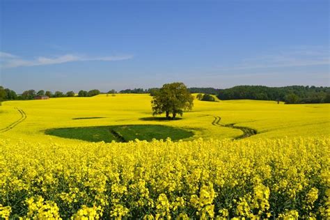 Rapeseed field. by SW Photography | Rapeseed field, Field, Photography