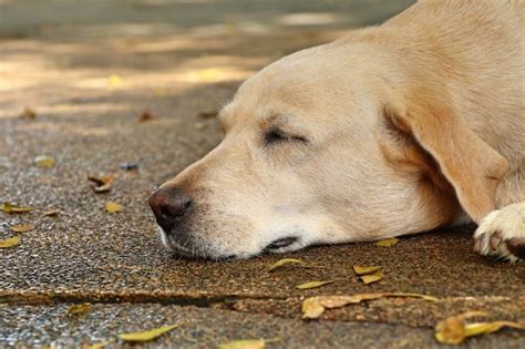 Premium Photo | Labrador dog to sleeping