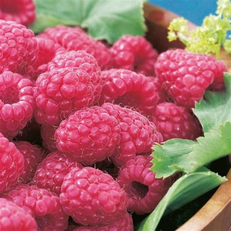 Raspberry Canes for Sale | Fruit Plants | D.T. Brown Seeds