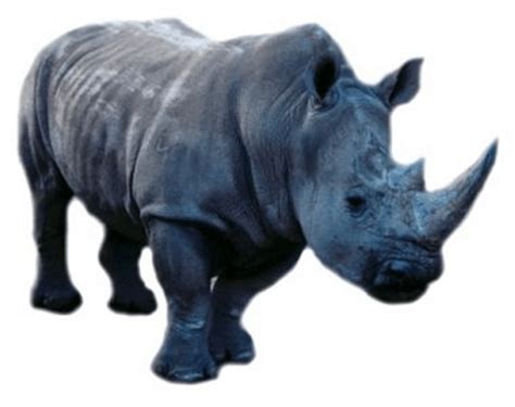 Free Free Rhino Cliparts, Download Free Free Rhino Cliparts png images, Free ClipArts on Clipart ...