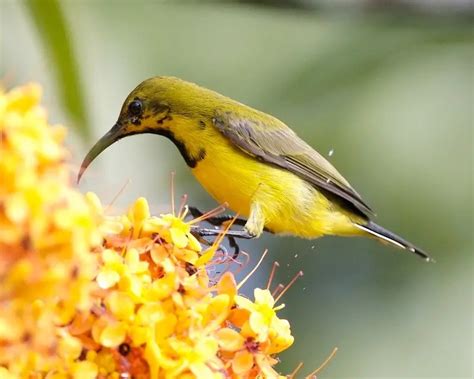 Smallest Bird in the World - Bee Hummingbirds