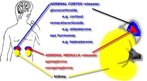 Hormones and stress:The pituitary-adrenal-axis in learning and memory