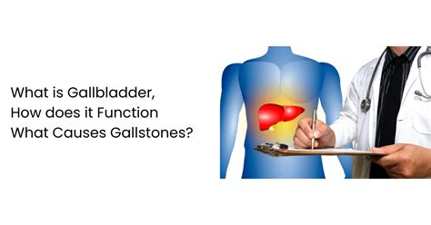 Gallbladder: What Is It, Function, What Causes Gallstones