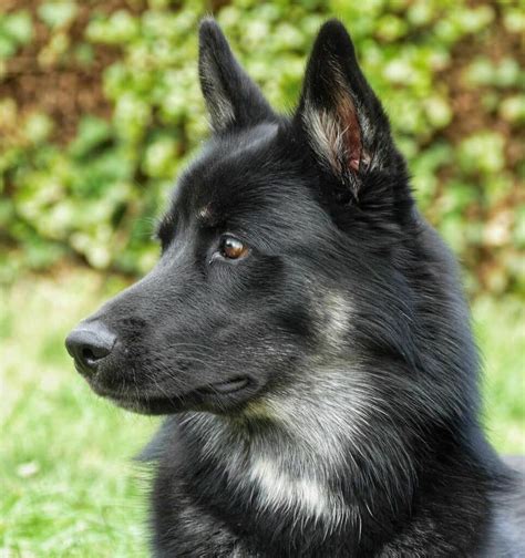 German Shepherd Husky Mix (Gerberian Shepsky Guide)