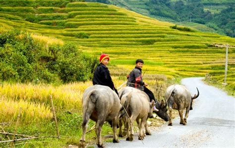 Sapa trekking — The fullest guide for your trekking in Sapa, Vietnam ...