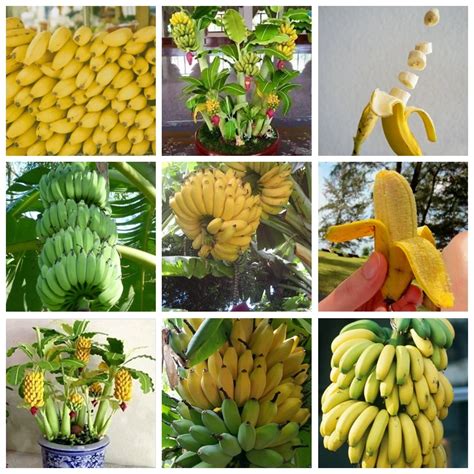 100 Pcs Dwarf Banana Tree Fruit Rare Mini Bonsai Pink Outdoor Banana ...