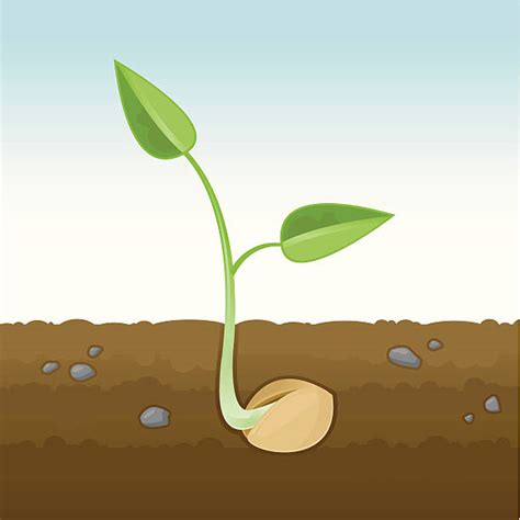 Top 60 Seed Germination Clip Art, Vector Graphics and Illustrations - iStock