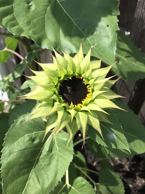 Sunflower SunFill Green 10 Seeds | Etsy